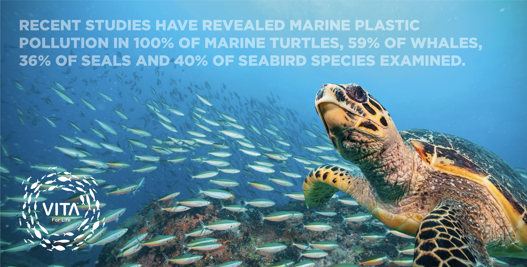 RECENT STUDIES HAVE REVEALED MARINE PLASTIC POLLUTION IN 100% OF MARINE TURTLES, 59% OF WHALES, 36% OF SEALS AND 40% OF SEABIRD SPECIES EXAMINED.